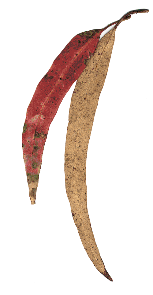 gumleaf
